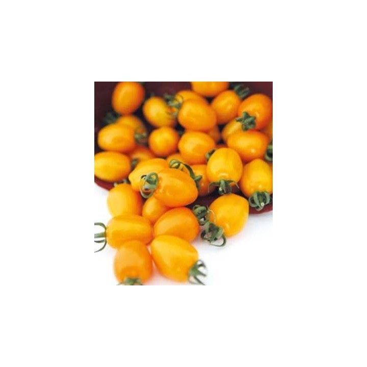 Seminte de rosii cherry galbene 142-550 F1