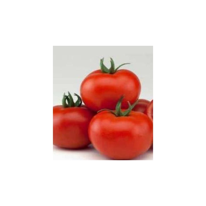 Seminte de tomate rosii Valday F1