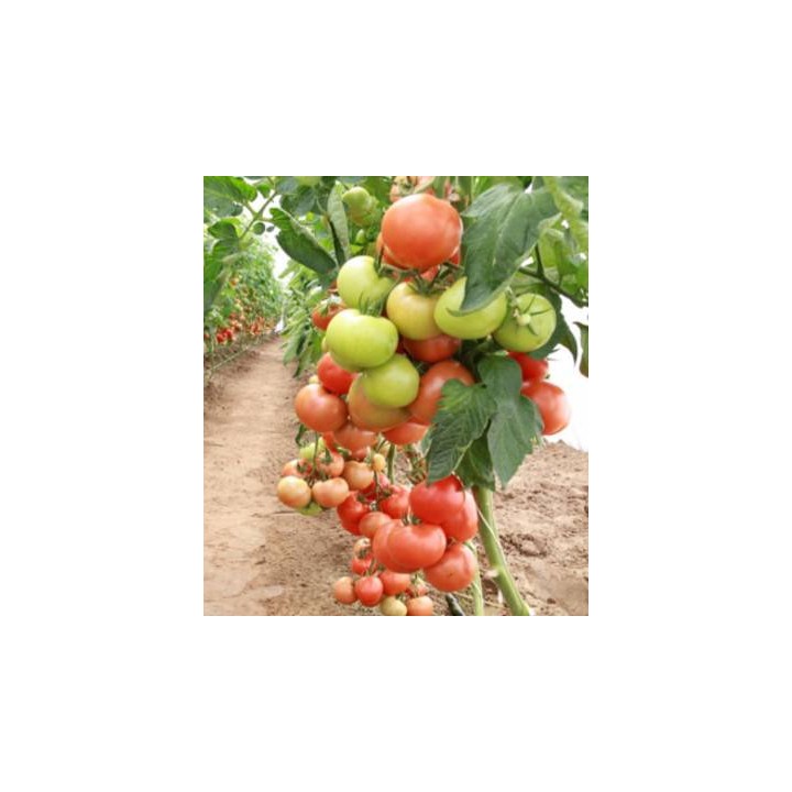 Seminte de tomate Magnus F1
