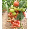 Seminte de tomate Magnus F1