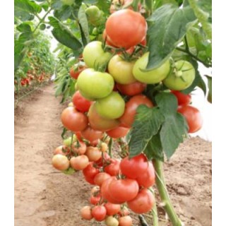 Seminte de tomate Magnus F1