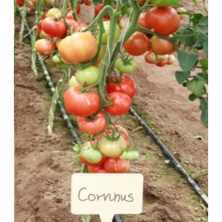 Seminte de tomate Corvinus F1