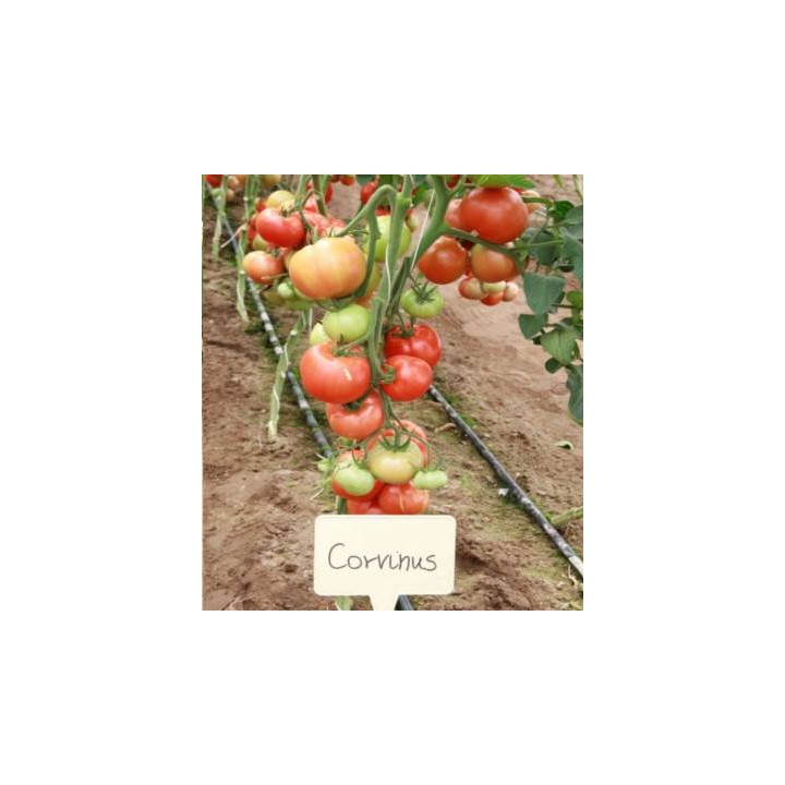 Seminte de tomate Corvinus F1