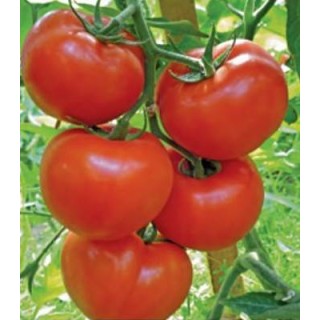 Seminte de tomate Gravitet F1, 500 seminte