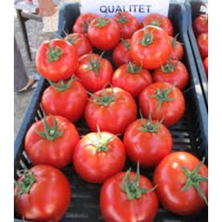Seminte de tomate extratimpurii Qualitet F1