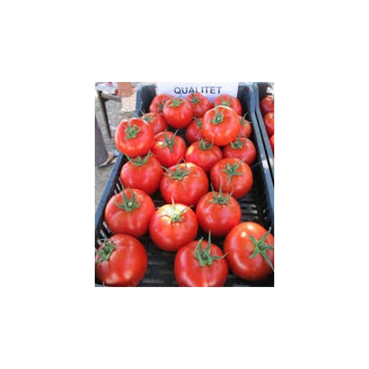Seminte de tomate extratimpurii Qualitet F1