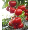 Seminte profesionale de tomate Giraffe F1, foarte timpurii