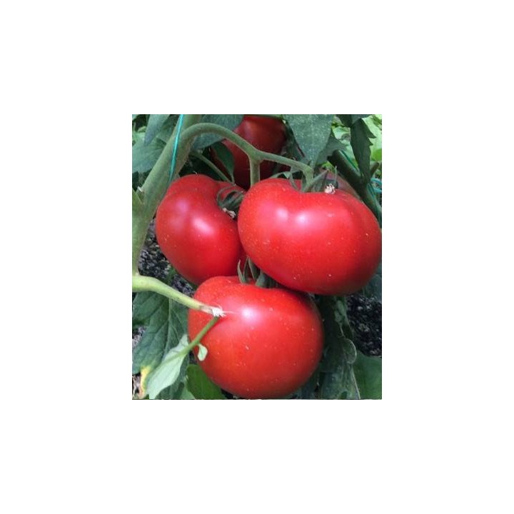 Tomate semi-determinate Vasanta F1