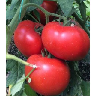 Tomate semi-determinate Vasanta F1