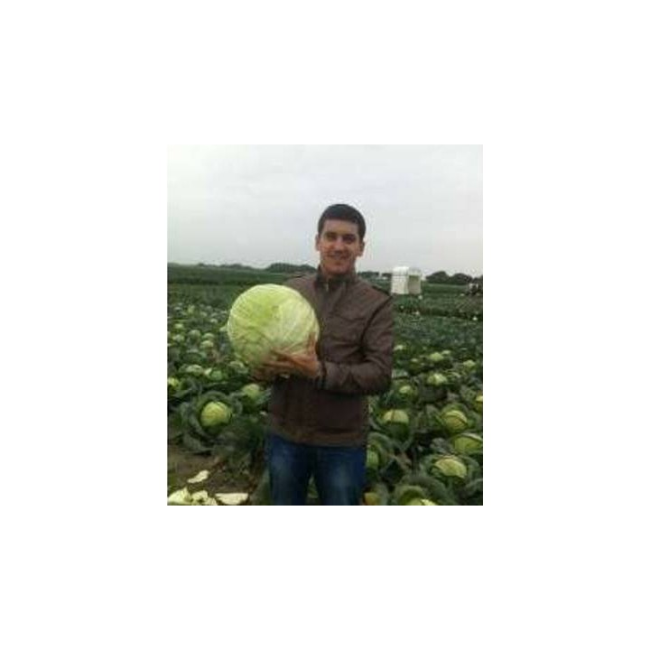 Seminte de varza Almanac F1