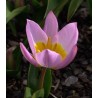 Bulbi-lalele-liliac-wonder-15-bulbi