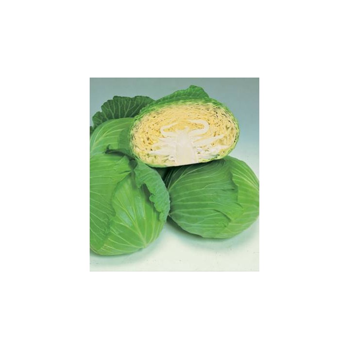Seminte profesionale de varza Green Lunar F1