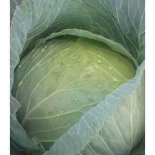 Seminte de varza alba Autumn Prince F1, Agrosel