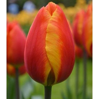 Lalele Apeldoorn Elite, 50 bulbi
