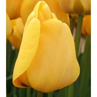 Lalele Golden Apeldoorn, 50 bulbi