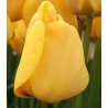 Lalele Golden Apeldoorn, 50 bulbi