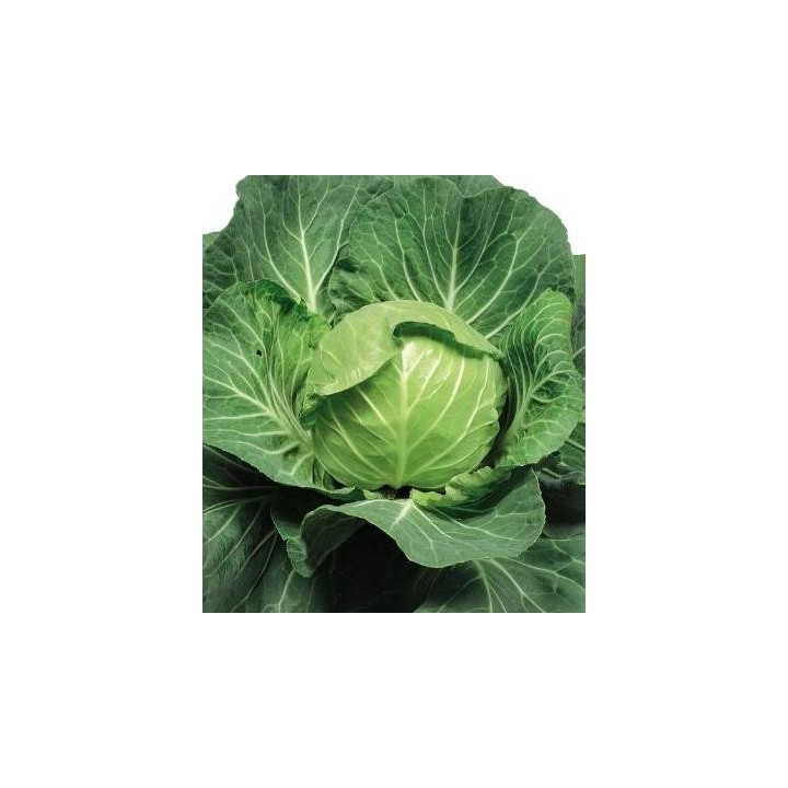 Seminte de varza Flight F1, Agrosel