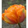 Lalele Orange Princess