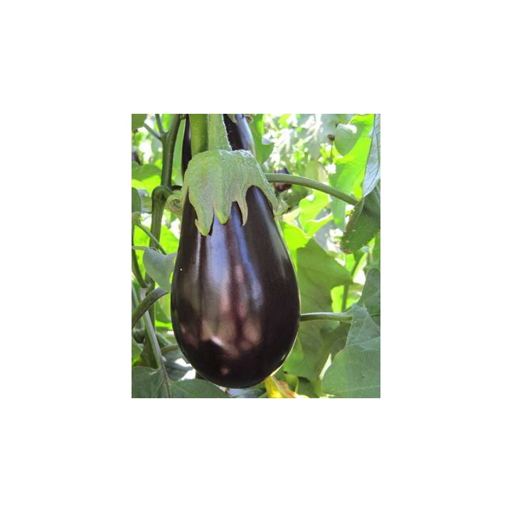 Seminte de vinete Black Pearl F1, 500 seminte