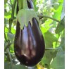 Seminte de vinete Black Pearl F1, 500 seminte