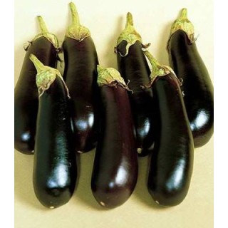 Seminte de vinete Mirabelle F1
