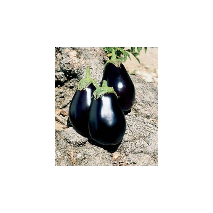 Seminte de vinete Galine F1