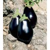 Seminte de vinete Galine F1