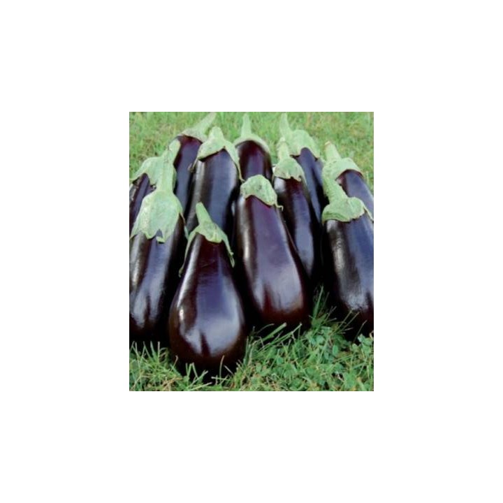 Seminte de vinete Balder F1