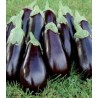 Seminte de vinete Balder F1