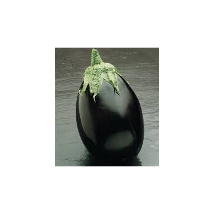 Seminte de vinete Black Bell F1, Seminis