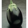 Seminte de vinete Black Bell F1, Seminis