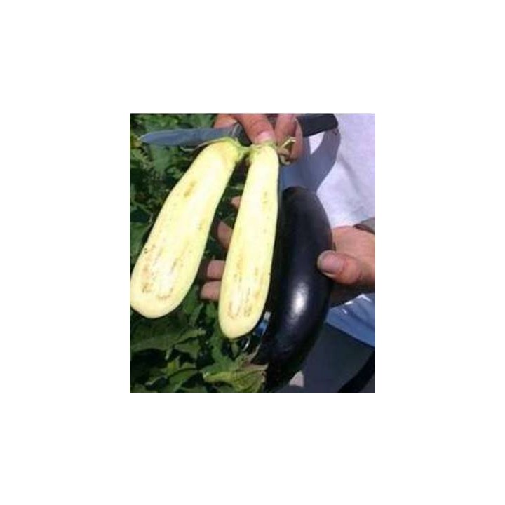 Seminte profesionale de vinete Nilo F1, Rz