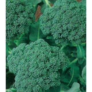 Seminte de broccoli Calabrese