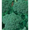 Seminte de broccoli Calabrese