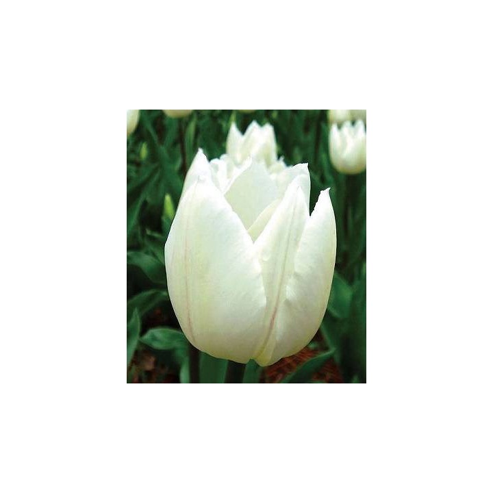 Lalele White Emperor, 5 bulbi