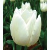 Lalele White Emperor, 5 bulbi