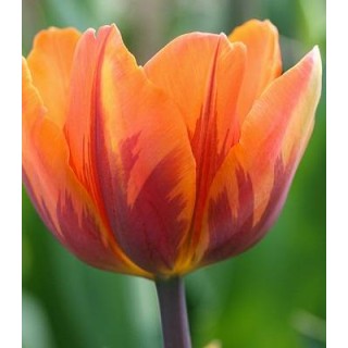 Prinses Irene - 5 bulbi