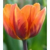 Prinses Irene - 5 bulbi