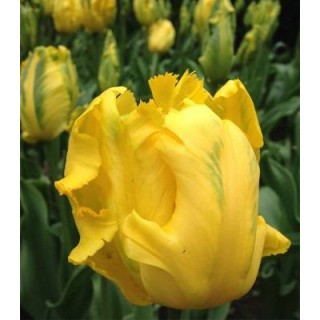 Texas Gold - 50 bulbi