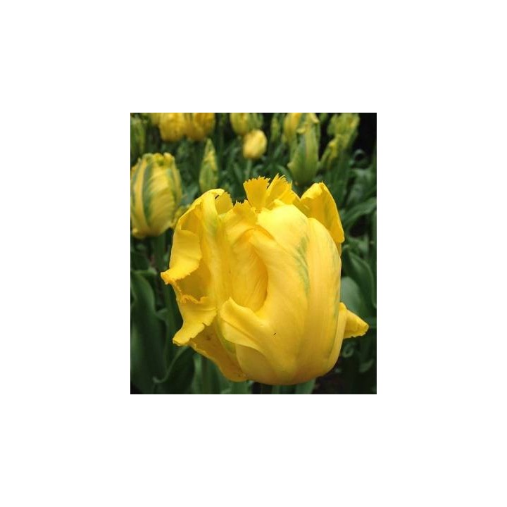 Texas Gold - 50 bulbi