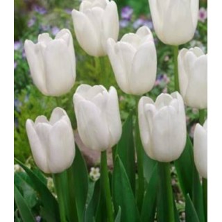 White Dream - 5 bulbi