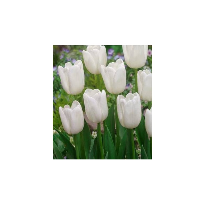 White Dream - 5 bulbi