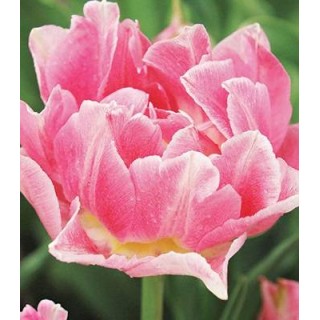 Lalele Peach Blossom