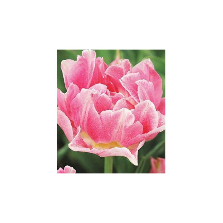 Lalele Peach Blossom