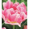 Lalele Peach Blossom