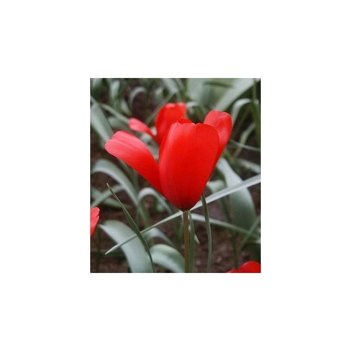 Wilsoniana -  5 bulbi