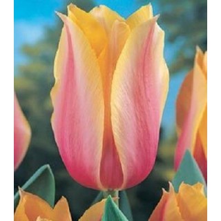 Blushing Lady - 5 bulbi