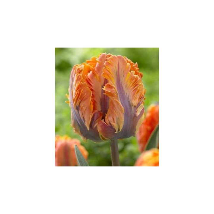Prinses Irene Parrot - 5 bulbi