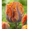 Prinses Irene Parrot - 5 bulbi