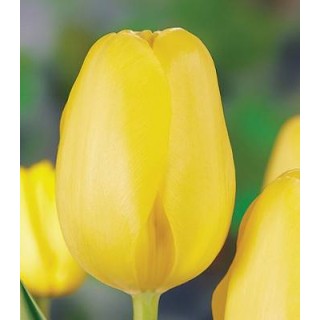 Yellow Flair - 5 bulbi